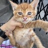 生後1ヶ月の仔猫。里親さん募集してます サムネイル4