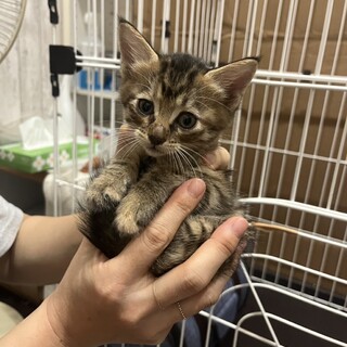 生後1ヶ月の仔猫。里親さん探してます
