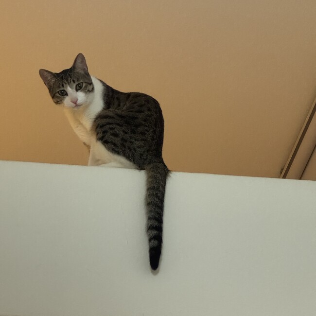 みーみーずのカバー写真