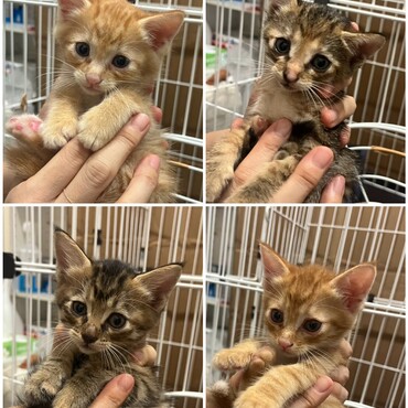 今年も仔猫保護しました。生後1ヶ月。健康良好！