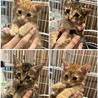 今年も仔猫保護しました。生後1ヶ月。健康良好！