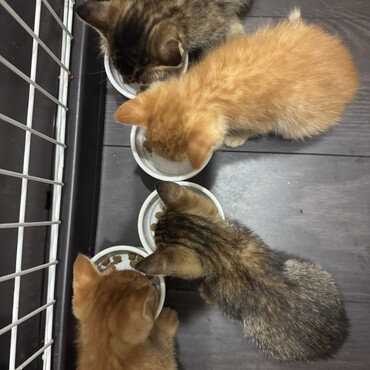 なかよくごはん