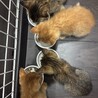 なかよくごはん