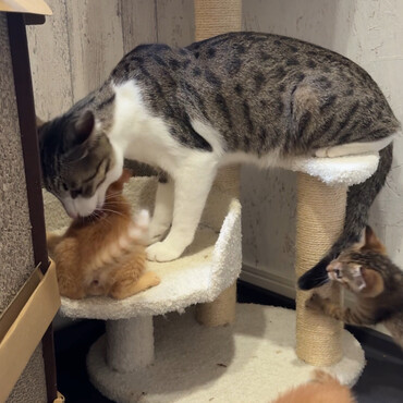 家猫と仲良し。お父さん代わり！父性愛！