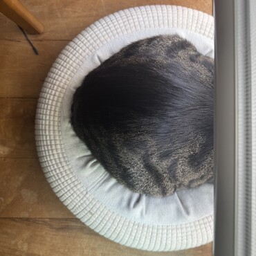 ボールとぼーる