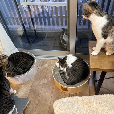 4匹とお母さん。