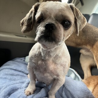 素敵なご縁がありました可愛らしいシーズーの女の子