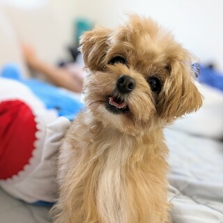 【再募集】チワプー5歳 女の子