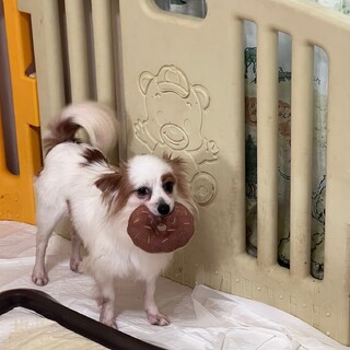 決定☆『るぴ』とっても明るく元気な子