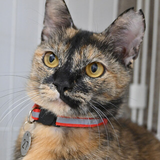 月：一人で気ままに過ごさせて