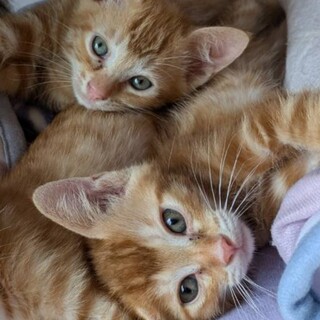 茶トラアメショーモドキ兄妹セットでいかがですか？