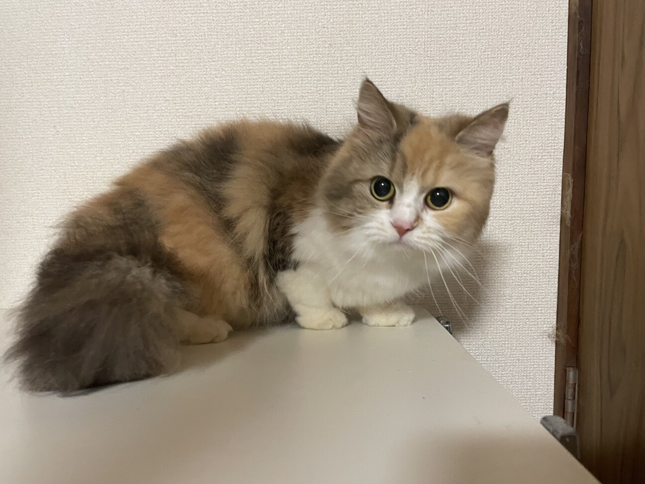 お話中です 」東京都 - 猫の里親募集(518766) 1枚目の画像