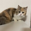 (※)お話中です   