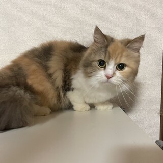 (※)お話中です   