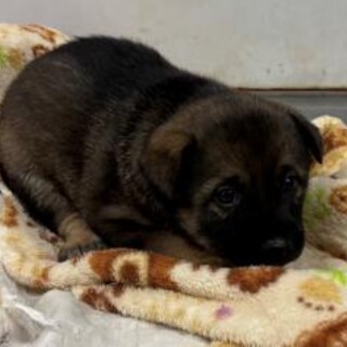 よちよち歩きの子犬　一般譲渡優先期間 7/2迄