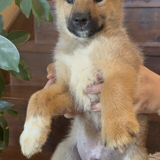 とっても大人しい2匹兄妹の『みなみ』くん