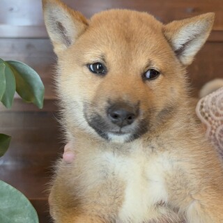 とっても大人しい2匹兄妹の『ちく』くん