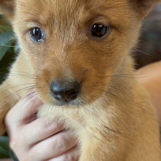 お喋り大好きな3姉弟の『ごの』ちゃん