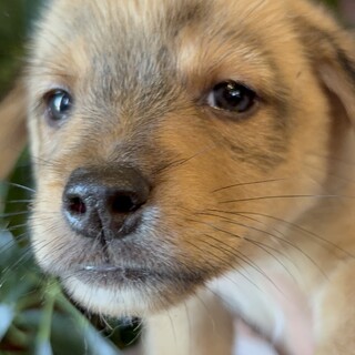 やんちゃな3姉弟の『しゅつ』くん