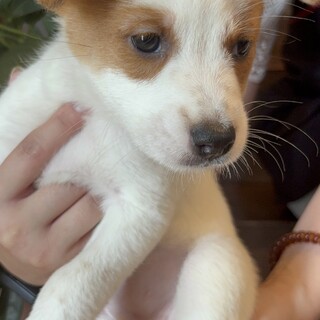 模様がとってもお洒落な3姉弟の『しん』ちゃん