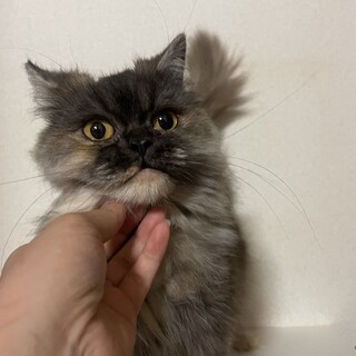 お話中です