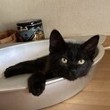 急募！薄っすら黒い虎柄が入ってる黒猫ちゃん