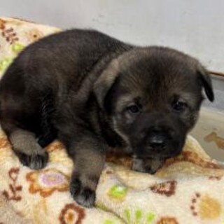 よちよち歩きの子犬　一般譲渡優先期間 7/2迄