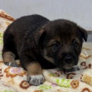 よちよち歩きの子犬　一般譲渡優先期間 7/2迄