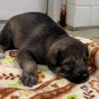よちよち歩きの子犬　一般譲渡優先期間 7/2迄
