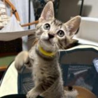 トライアル決定★カツオくん★イキの良さは花丸印