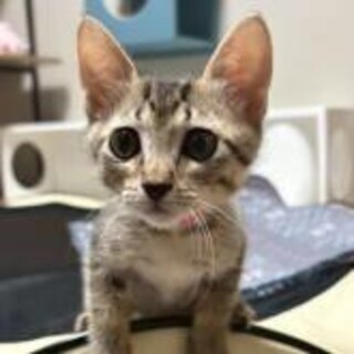 トライアル決定★サザエちゃん★