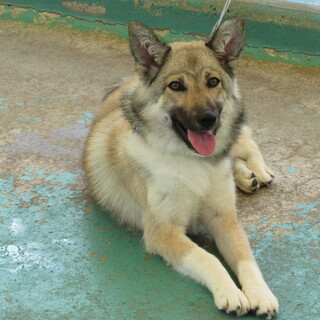 食欲旺盛なはちみつちゃん(2024-DS087)