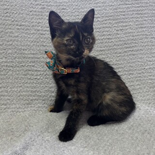 愛らしい女の子・さび丸ちゃん改め絹ちゃん