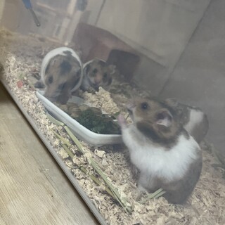 ハムスター　オス　4匹居ます！