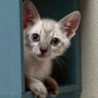 トライアル決定★タラくん☆