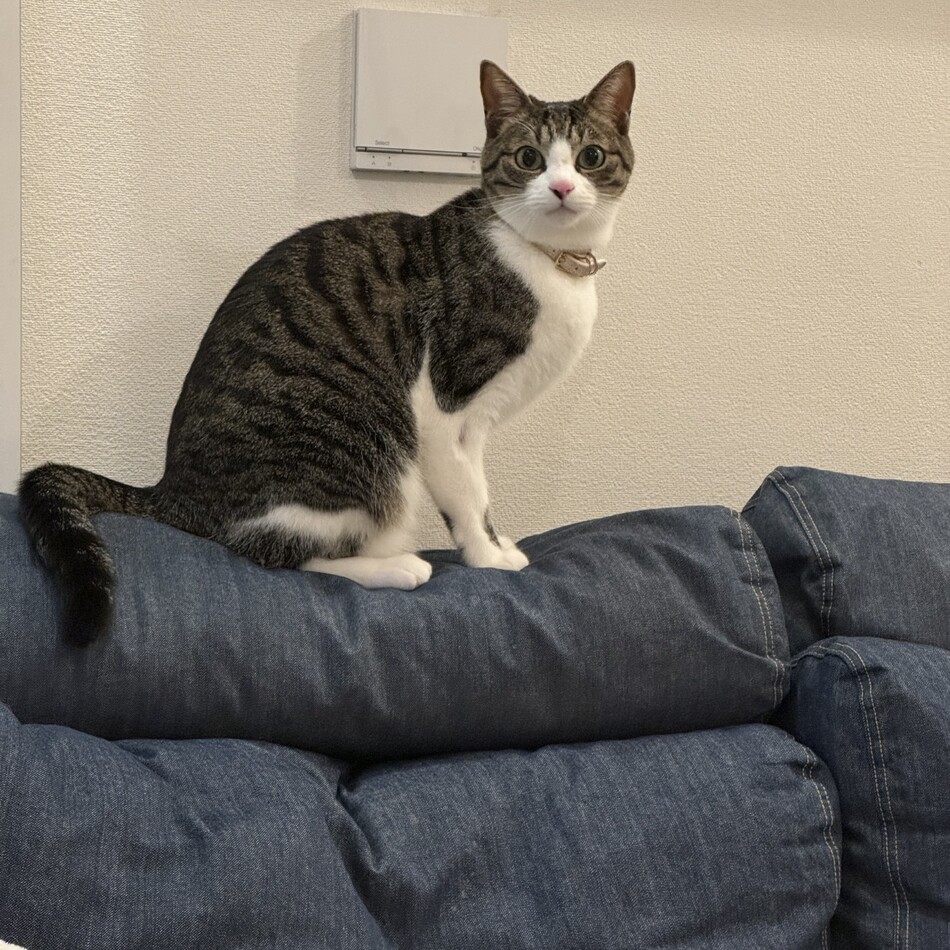 キーちゃんのカバー写真