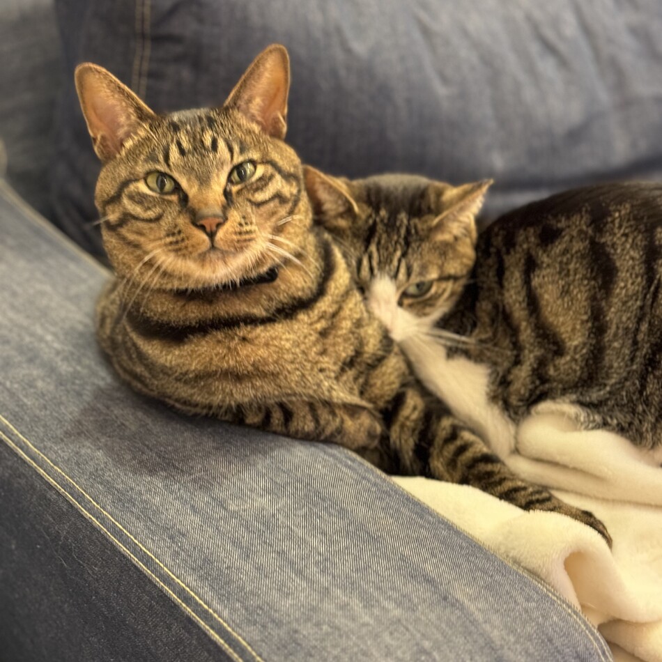 ラトのカバー写真