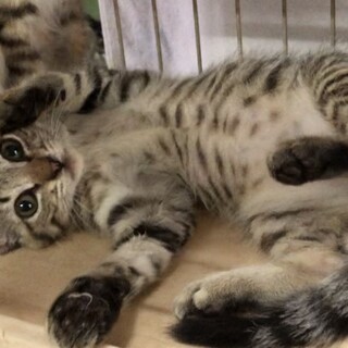 さすけねこ。が投稿した里親募集 :: ペットのおうち【里親決定29