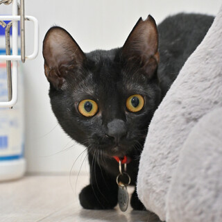 おこめ：かまって、撫でて、遊んで！