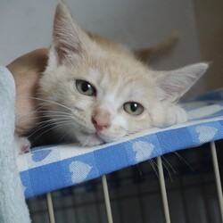 名古屋市南生涯学習センターで譲渡会