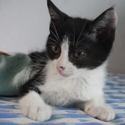 名古屋市南生涯学習センターで譲渡会 サムネイル2