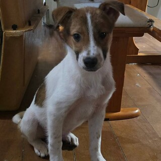 ちょっと怖がりさんのMIXみかんクン！