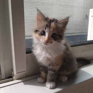 里親募集中　女の子　ミケ　2ヶ月