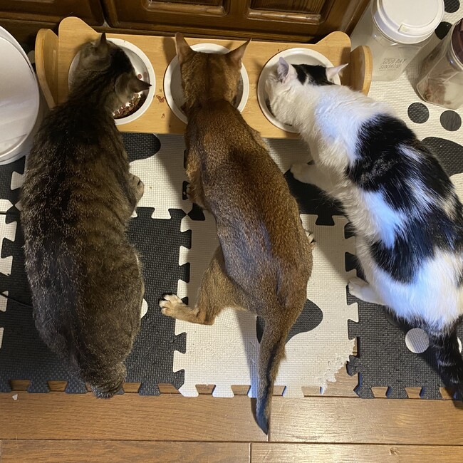子福のカバー写真