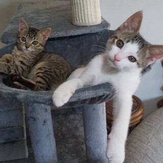 コアくん♡ミリちゃん可愛い2にゃん♡