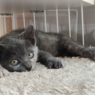 グレーサビちゃん