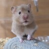 (7/3更新）ゴールデンハムスター2〜3匹 サムネイル5