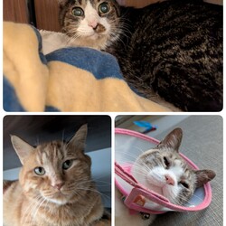 「［もなか君］の難治性口内炎と2匹の予防接種」サムネイル1