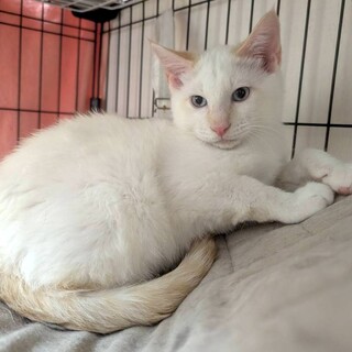 【3/29東日本橋】グレーブルーの瞳♡辰吉くん