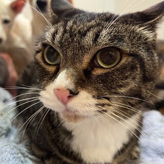 素敵なご縁がありましたキジ白甘えん坊な男の子